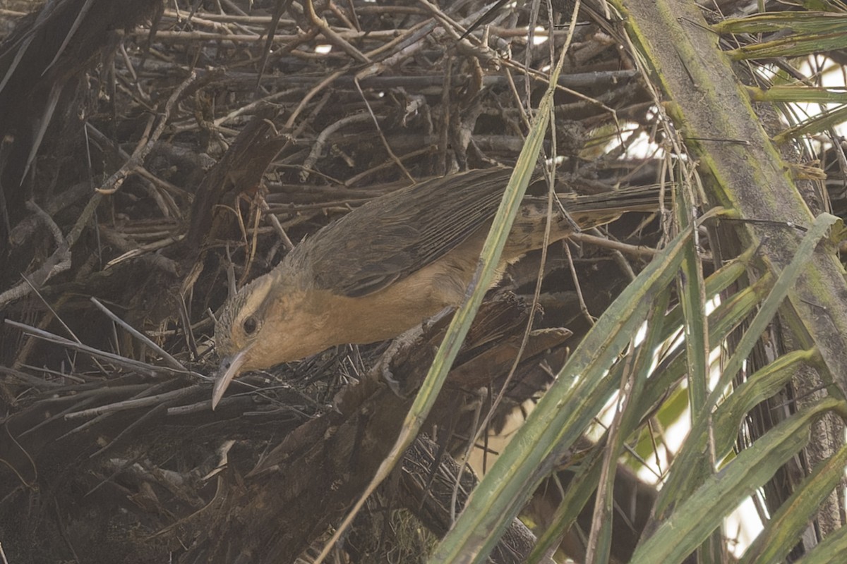 Thrush-like Wren - ML644719931