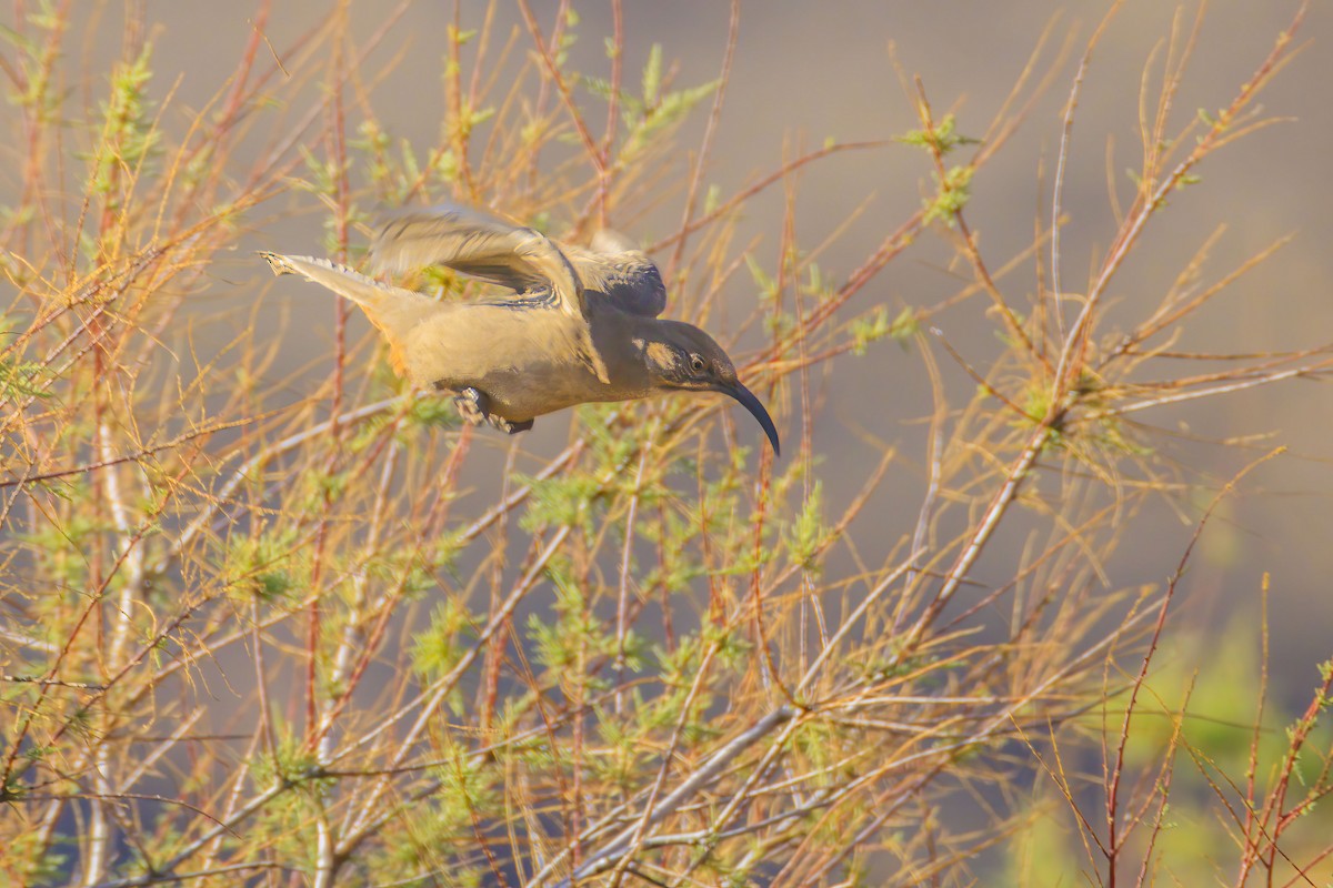 Crissal Thrasher - ML644719934