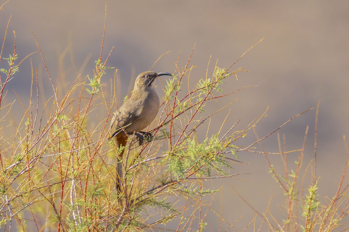 Crissal Thrasher - ML644719936