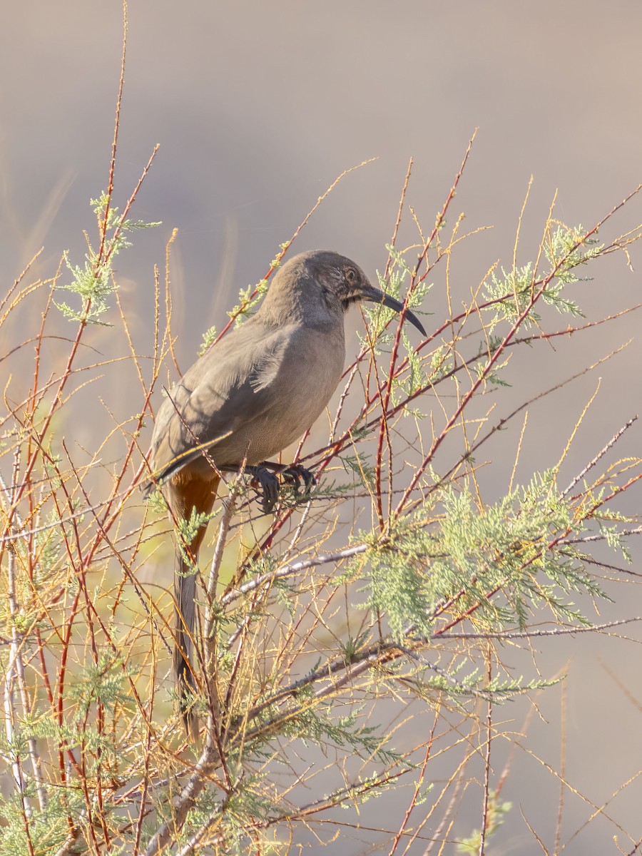 Crissal Thrasher - ML644719937