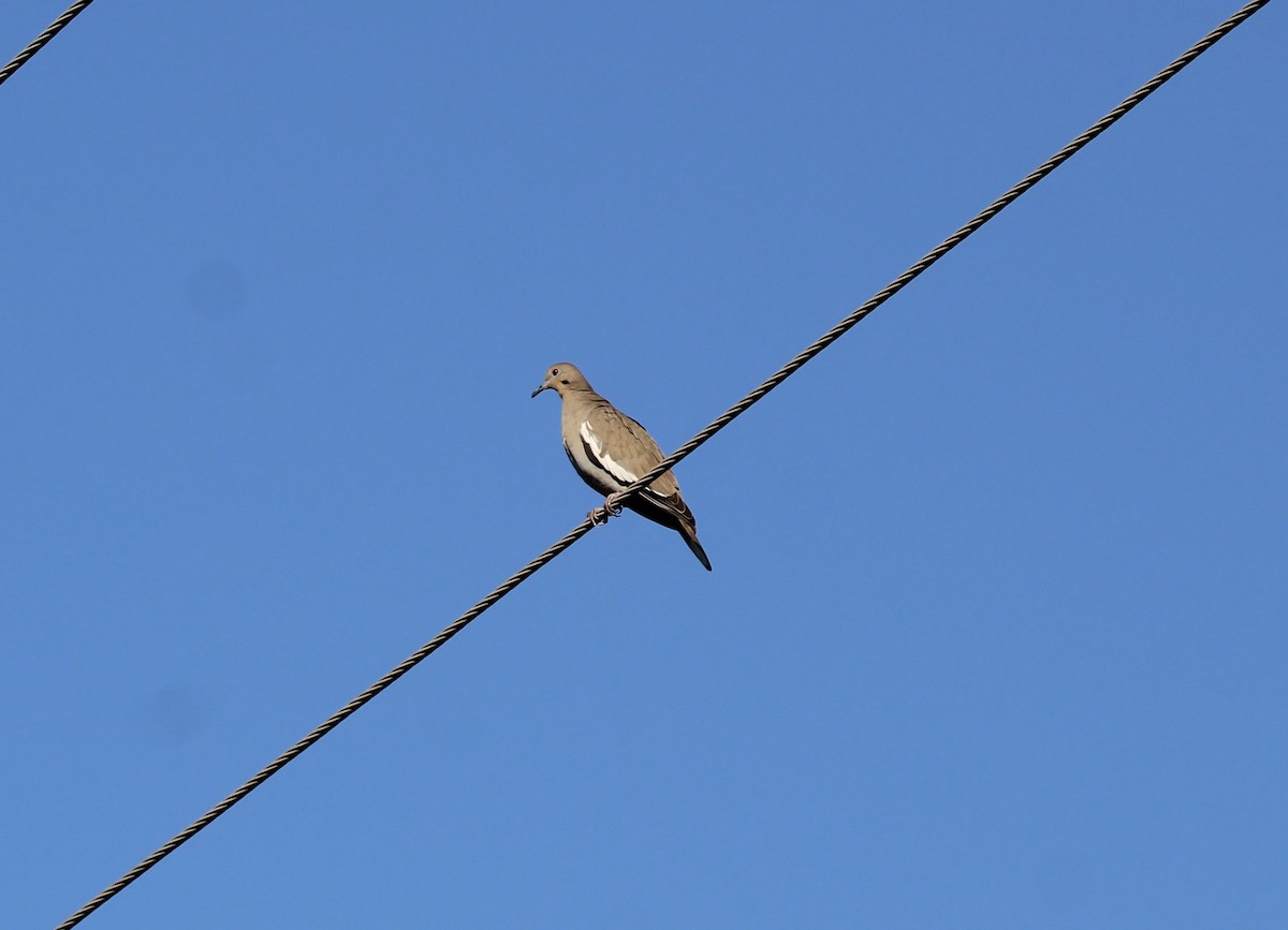 White-winged Dove - ML644719939