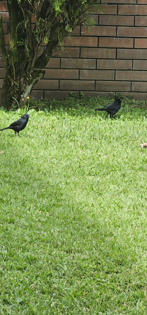 Melodious Blackbird - ML644719940