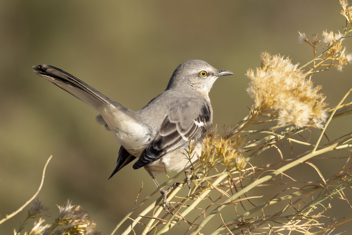 Northern Mockingbird - ML644719941