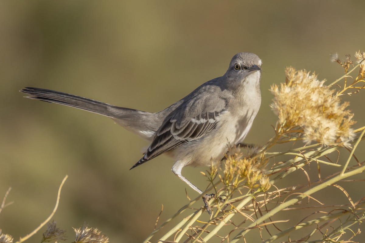 Northern Mockingbird - ML644719942