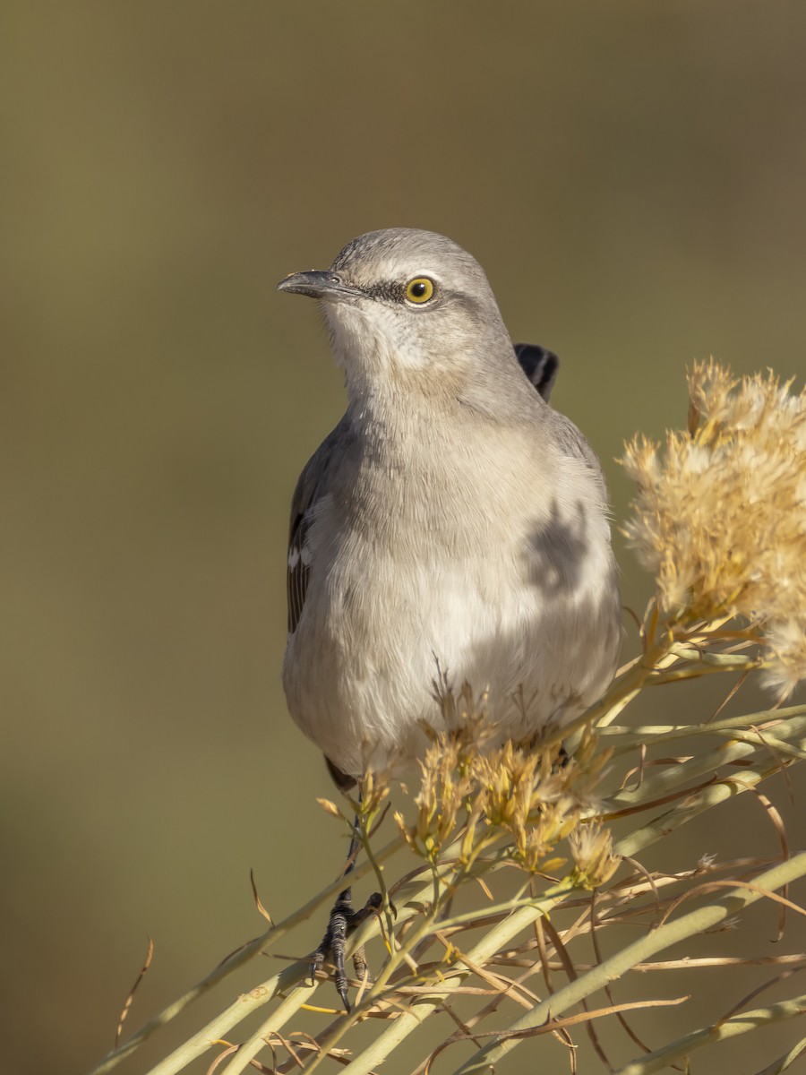 Northern Mockingbird - ML644719943