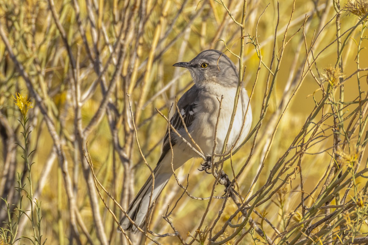 Northern Mockingbird - ML644719944