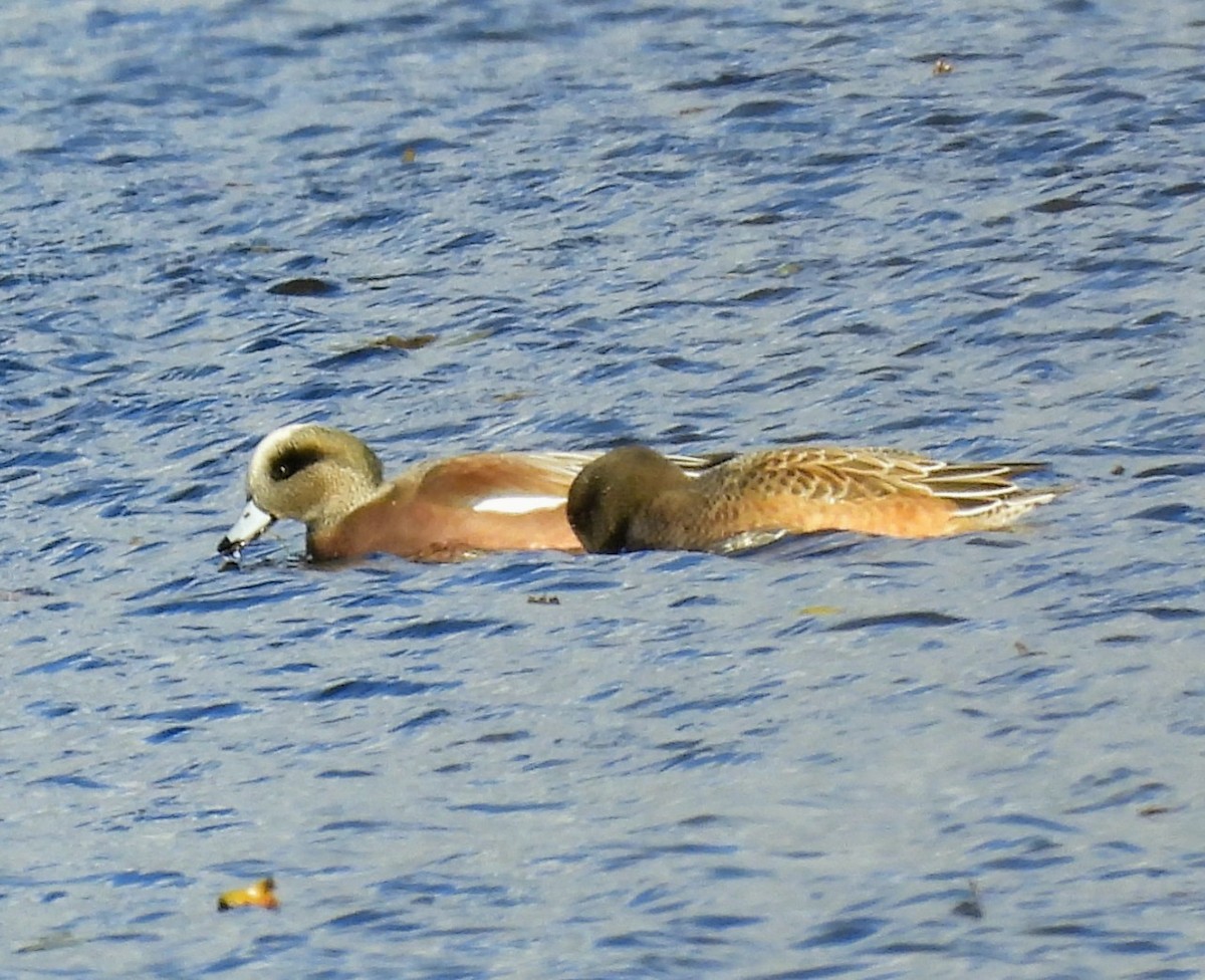 American Wigeon - ML644719946