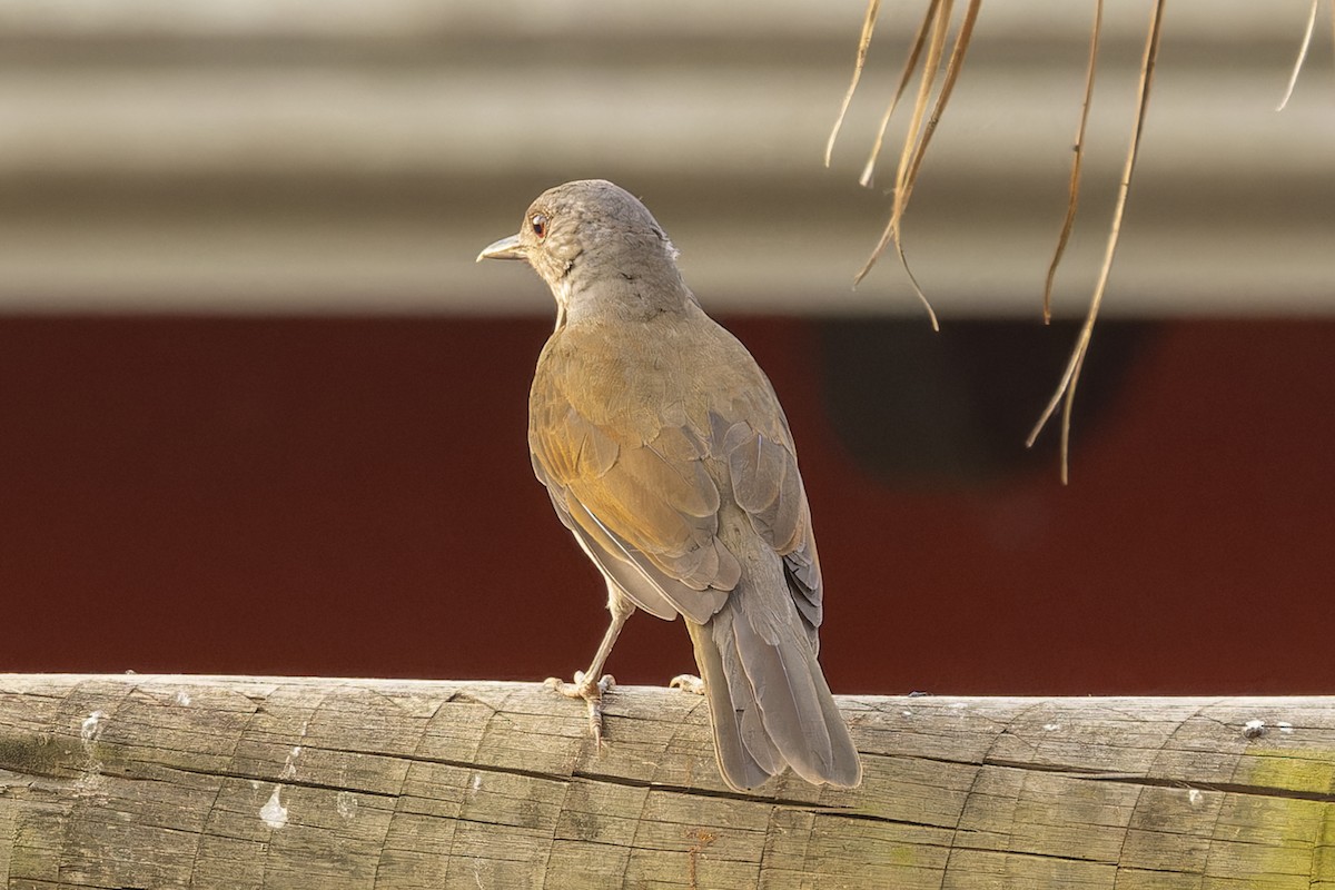 Pale-breasted Thrush - ML644719953