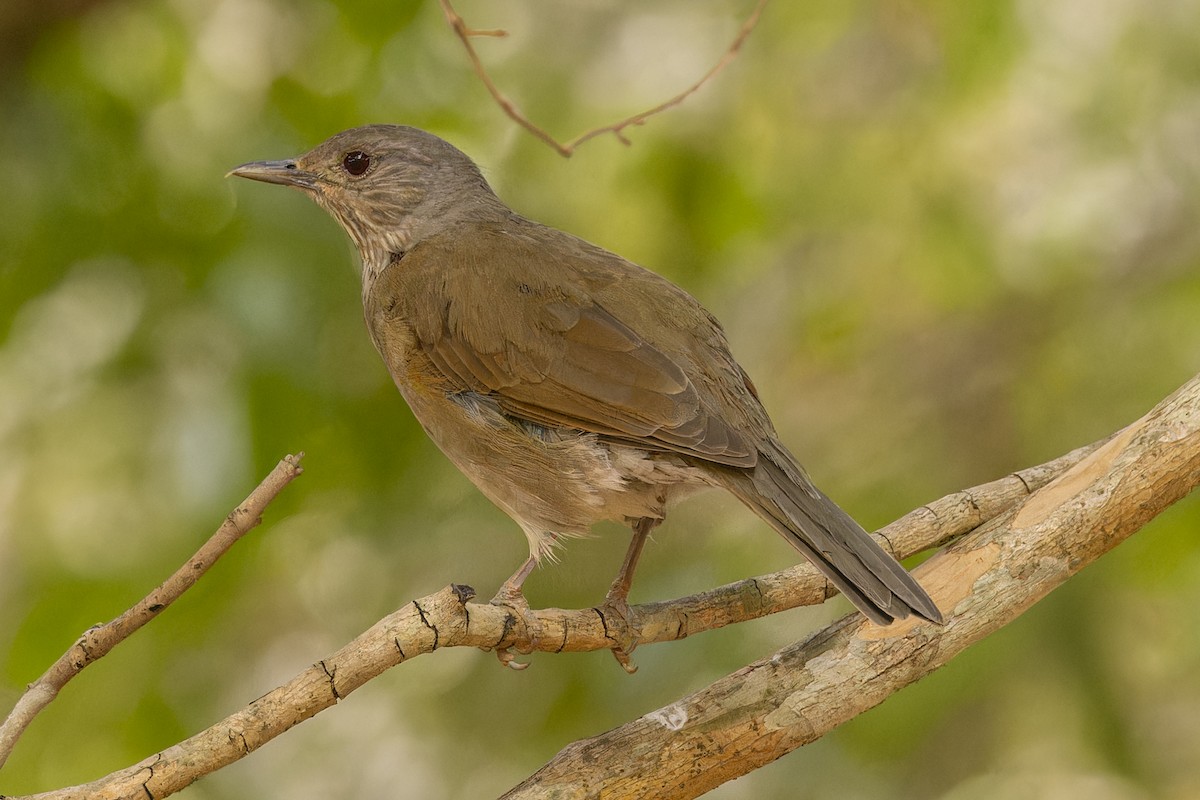 Pale-breasted Thrush - ML644719954