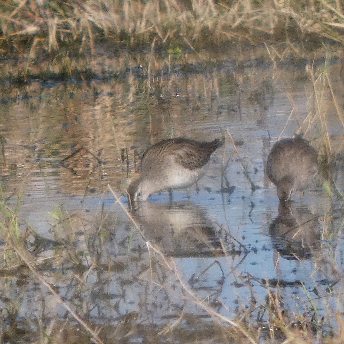 長嘴半蹼鷸 - ML644719962