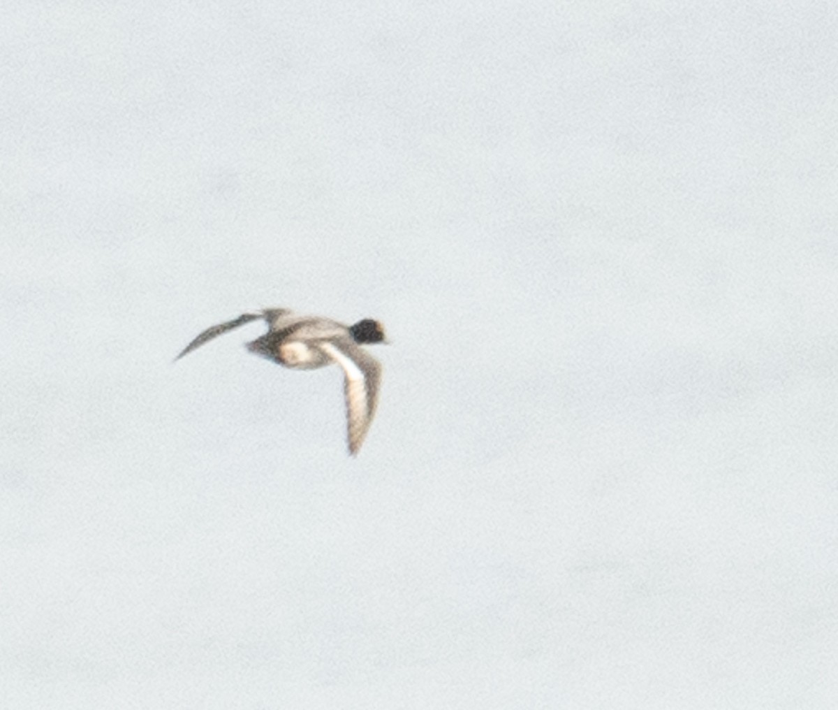 Greater/Lesser Scaup - ML644719963