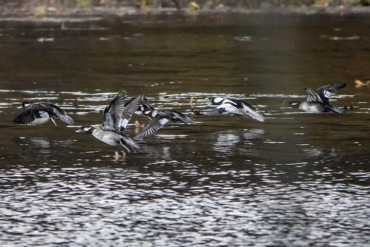 Bufflehead - ML644719984