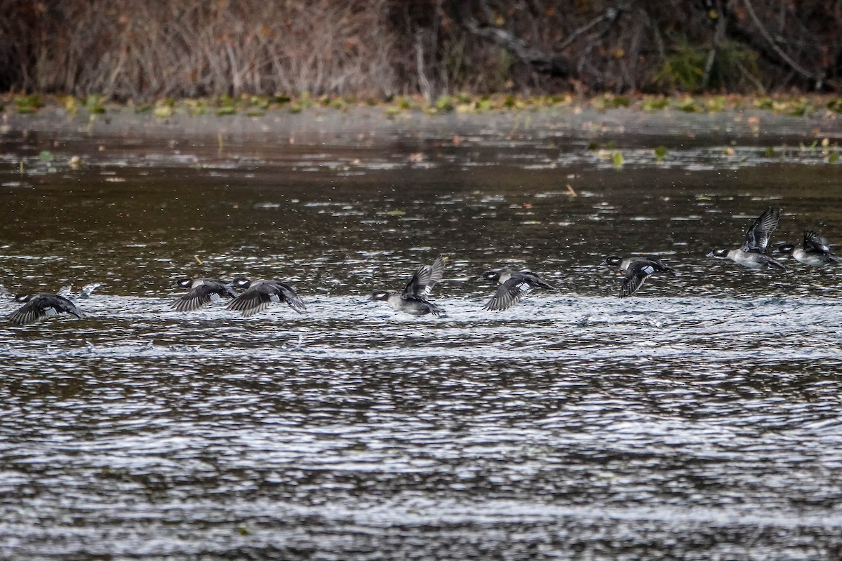 Bufflehead - ML644719985