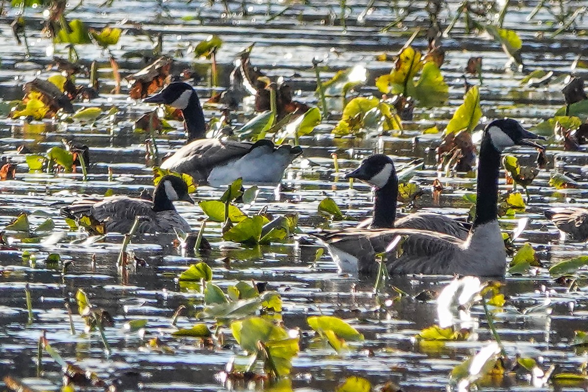 Cackling Goose - ML644719990