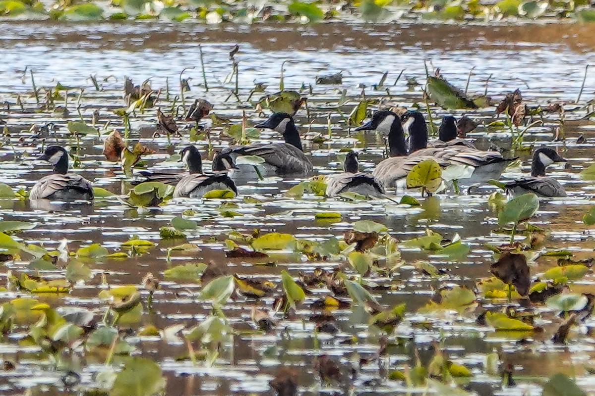 Cackling Goose - ML644719991