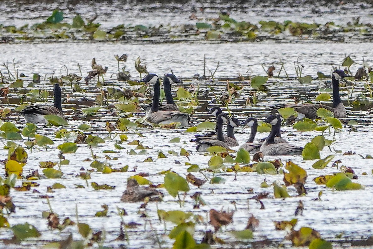 Cackling Goose - ML644719992