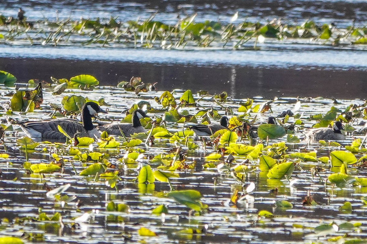 Cackling Goose - ML644719993