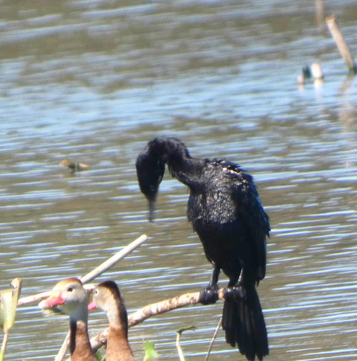 Neotropic Cormorant - ML644719997