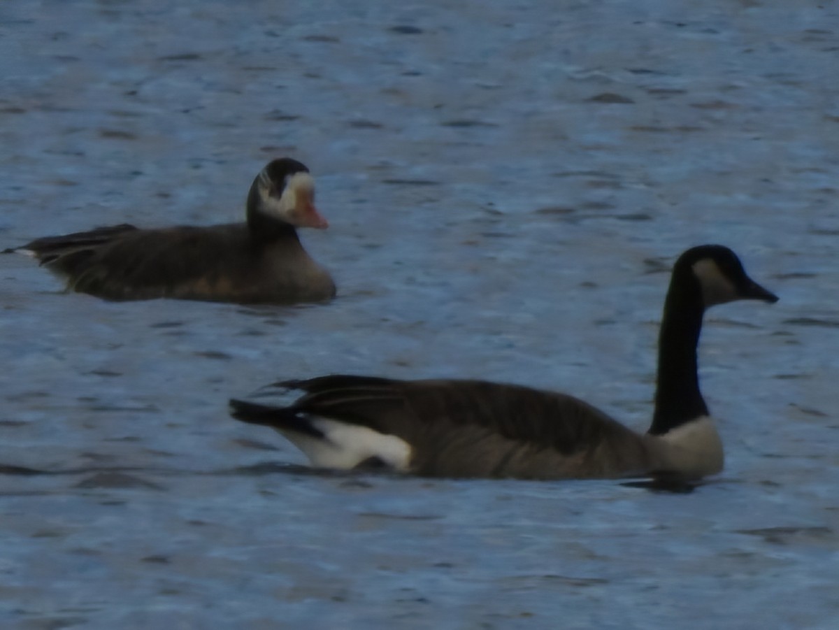 Snow x Greater White-fronted Goose (hybrid) - ML644720004