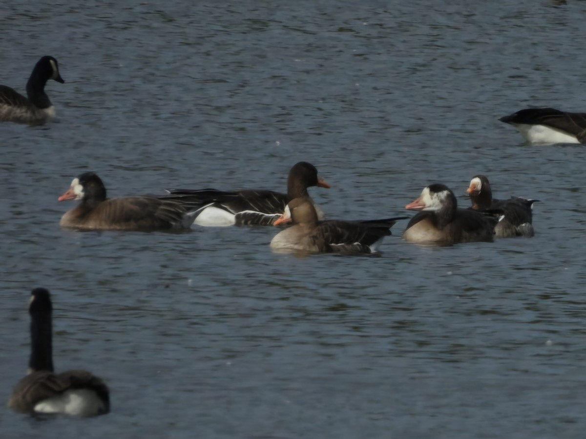 Snow x Greater White-fronted Goose (hybrid) - ML644720005