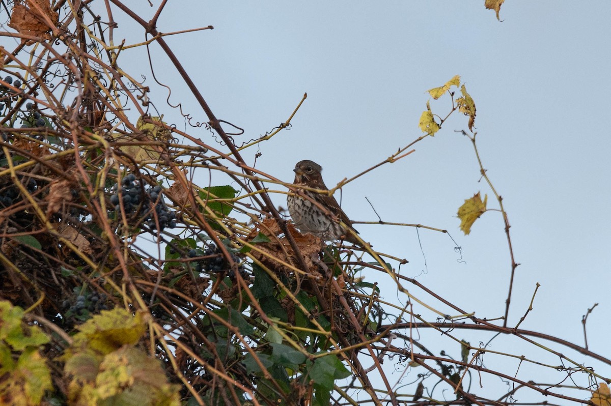 Fuchsammer - ML644720009