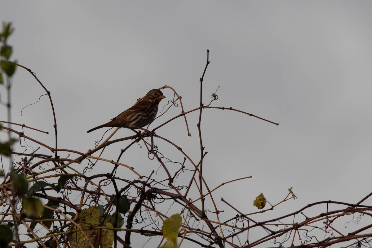 Fuchsammer - ML644720010