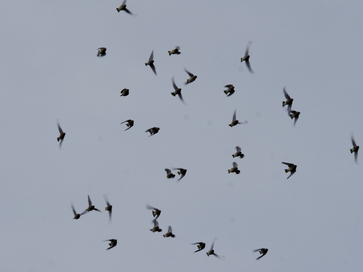 Tree Swallow - ML644720016