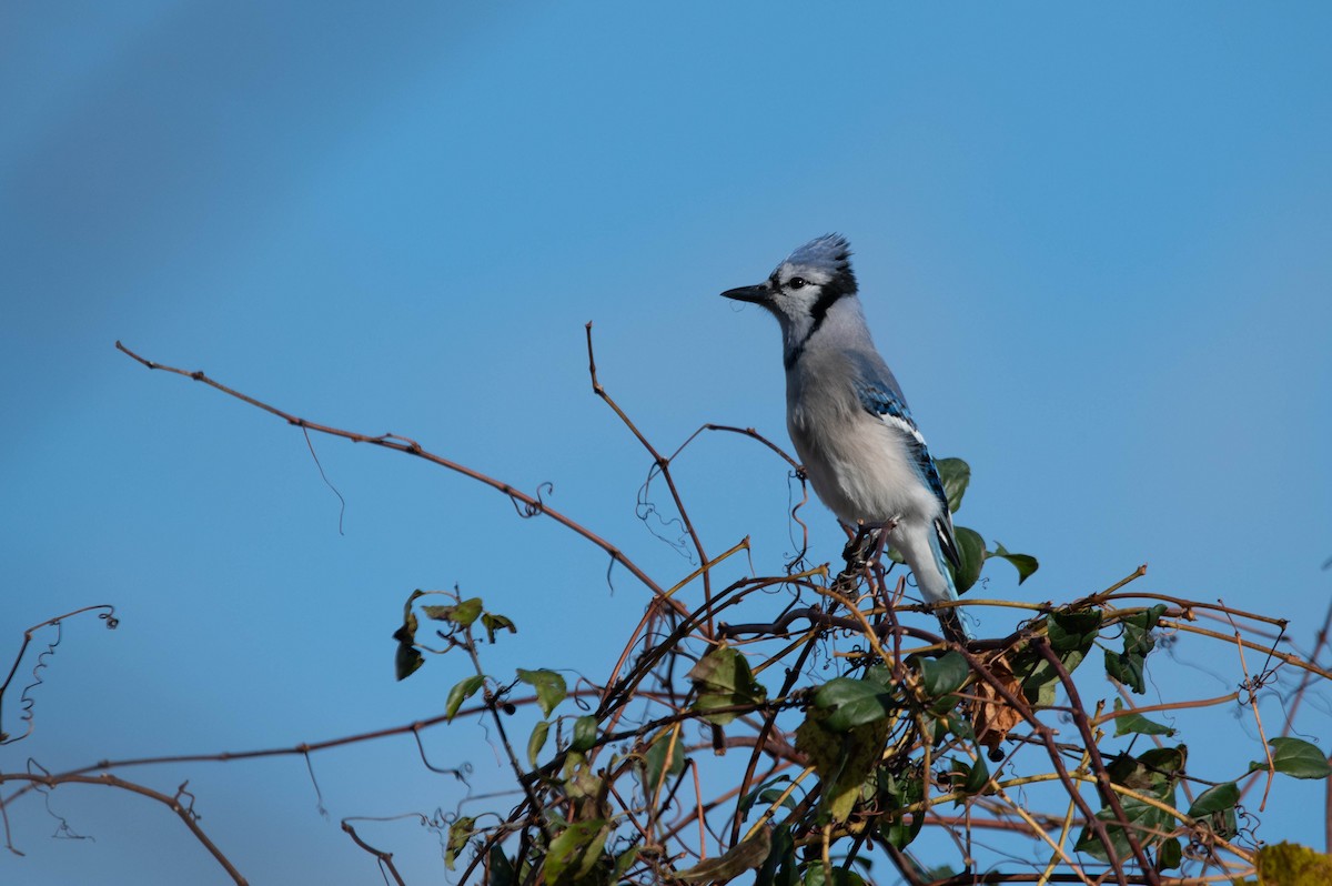 Blauhäher - ML644720018