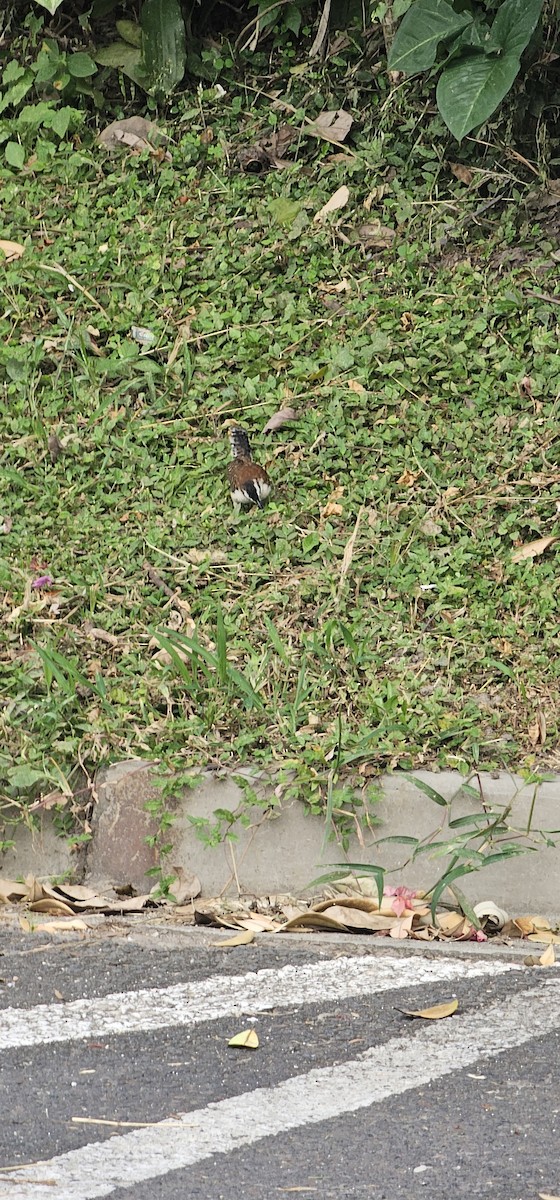 Rufous-backed Wren - ML644720022