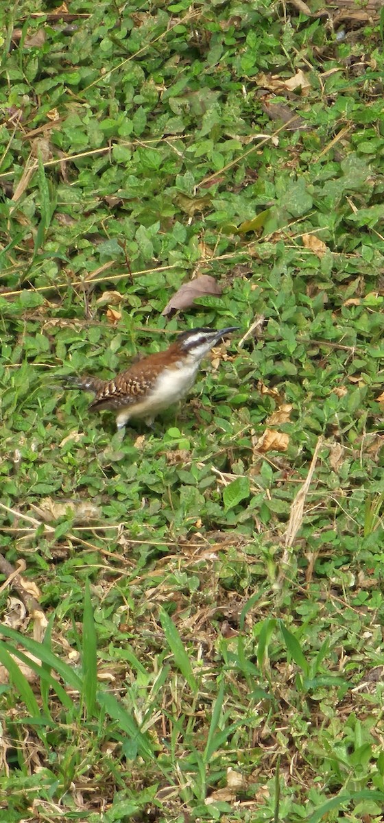 Rufous-backed Wren - ML644720023