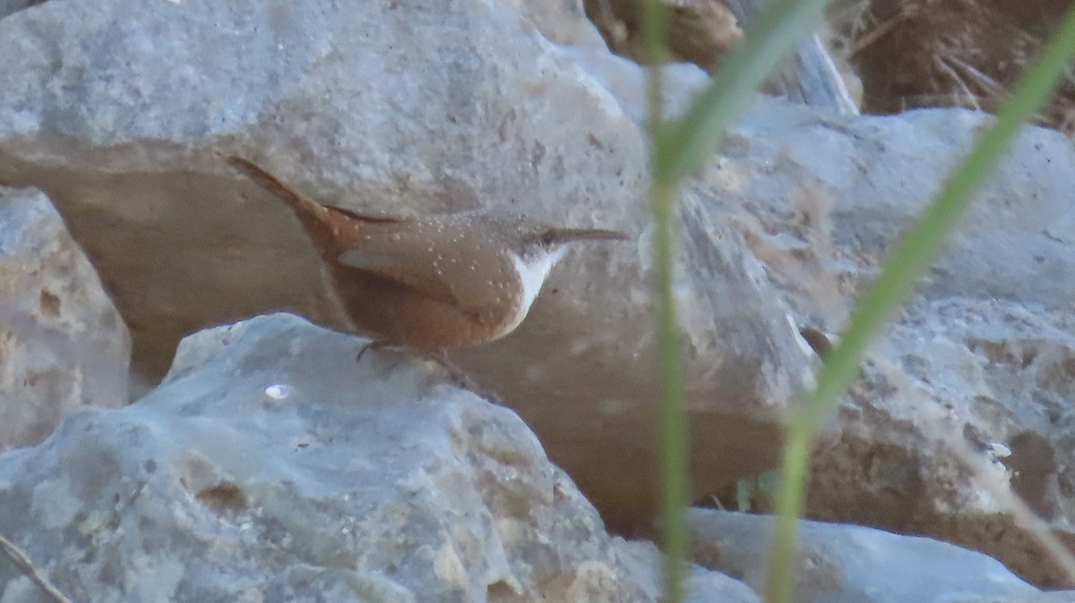 Canyon Wren - ML644720024