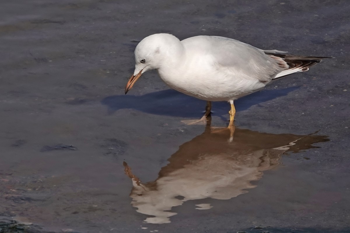 Морской голубок - ML644720026