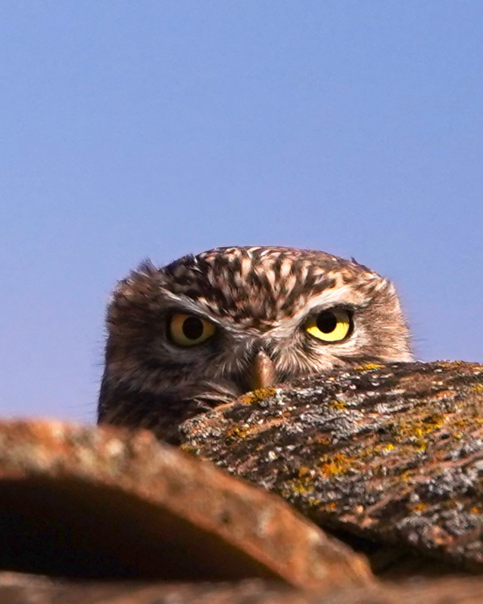 Сич хатній - ML644720034