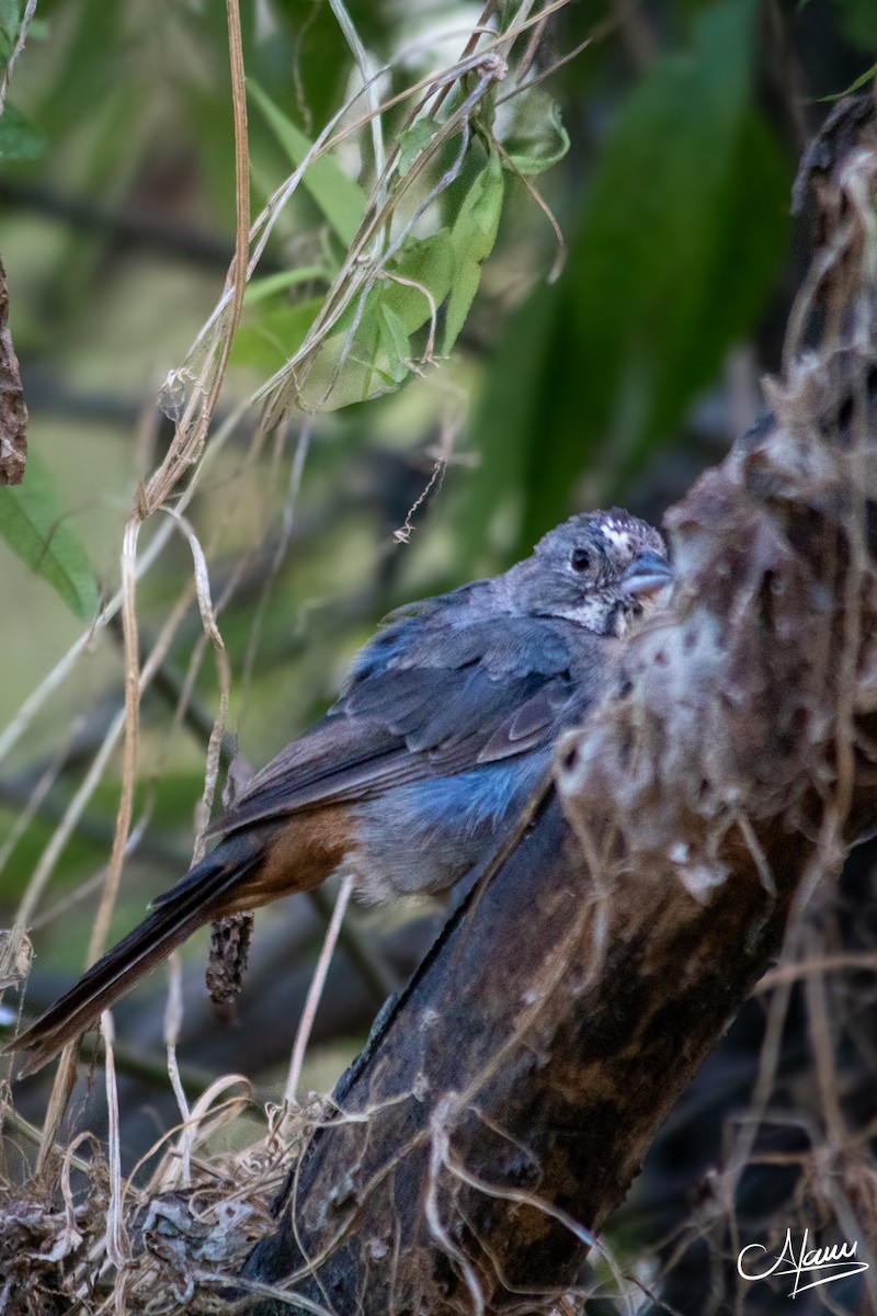 Canyon Towhee - ML644720040