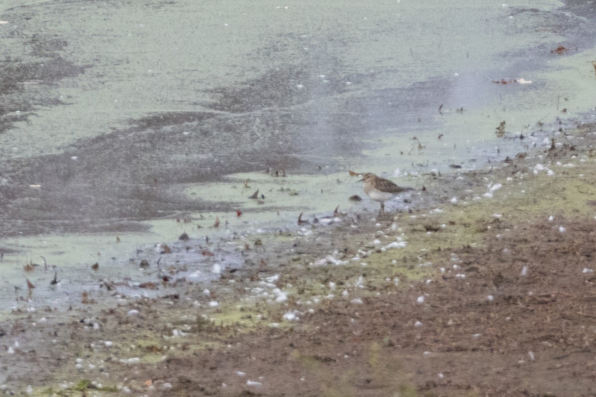 Txirri pektorala - ML644720044