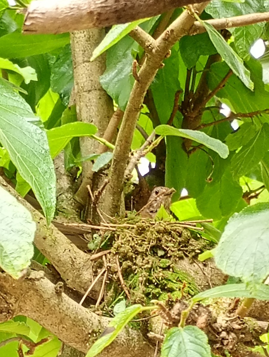 Pale-breasted Thrush - ML644720045