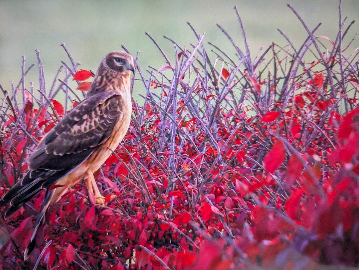 moták severoamerický - ML644720046