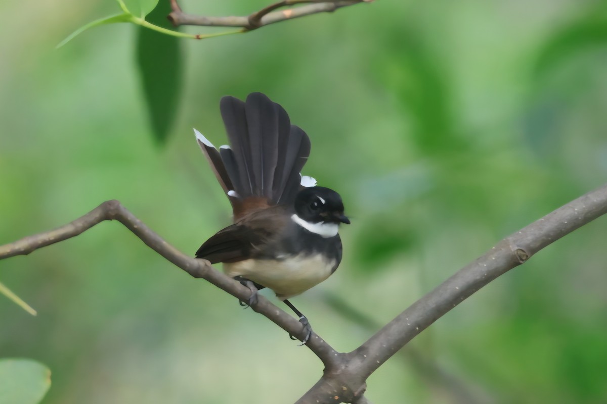 Rhipidure pie - ML644720053