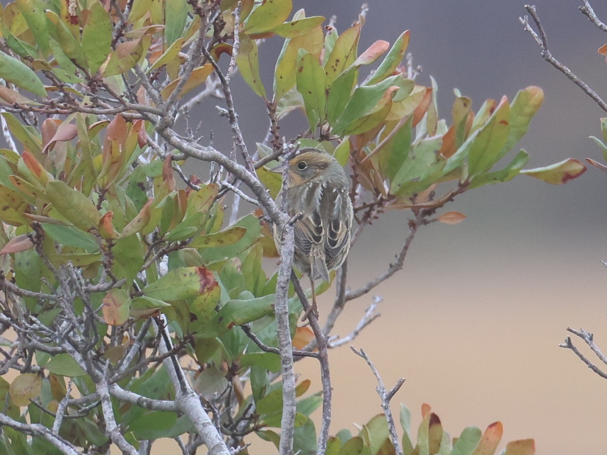 Nelson's Sparrow - ML644720056