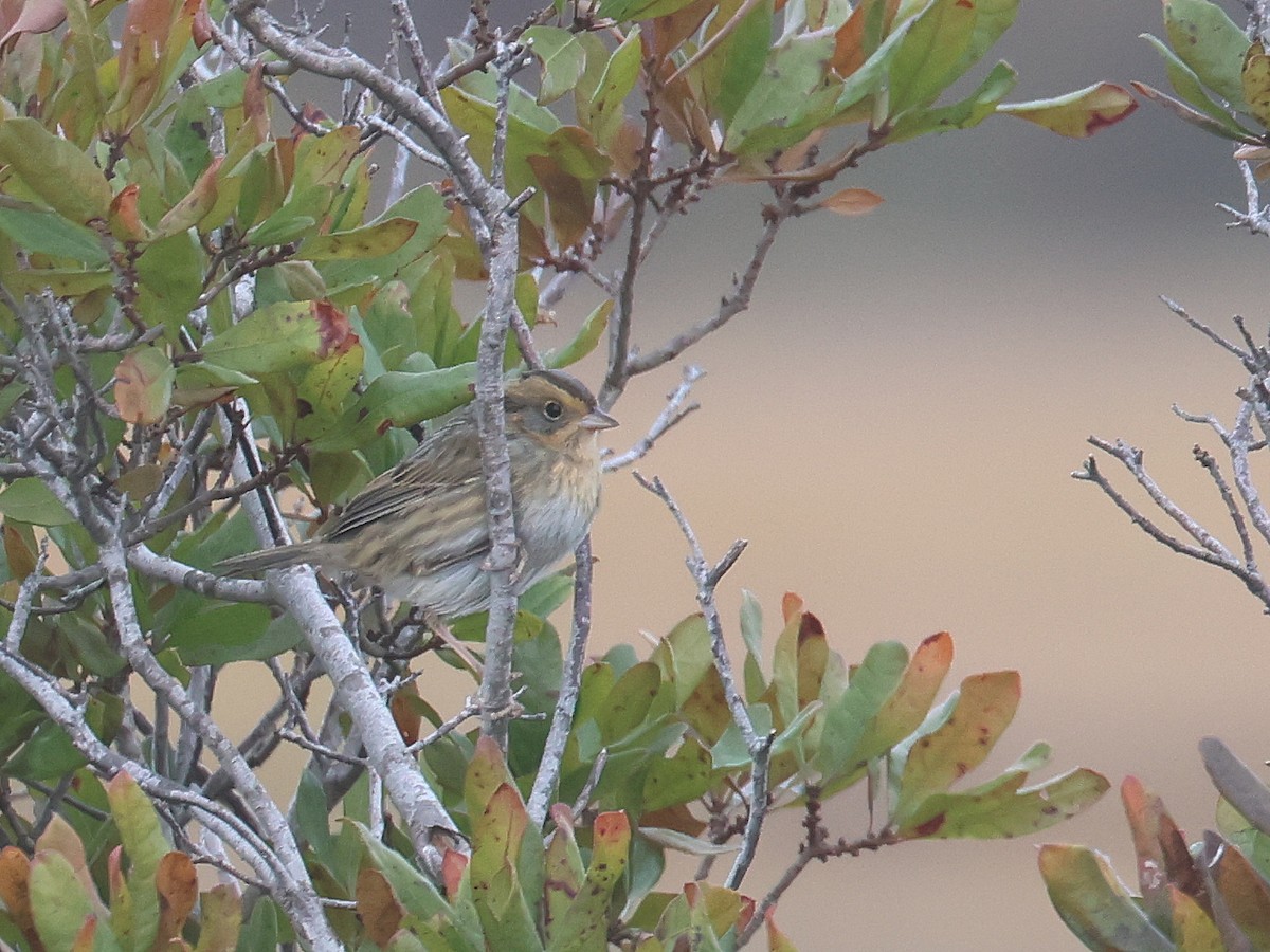 Nelson's Sparrow - ML644720057