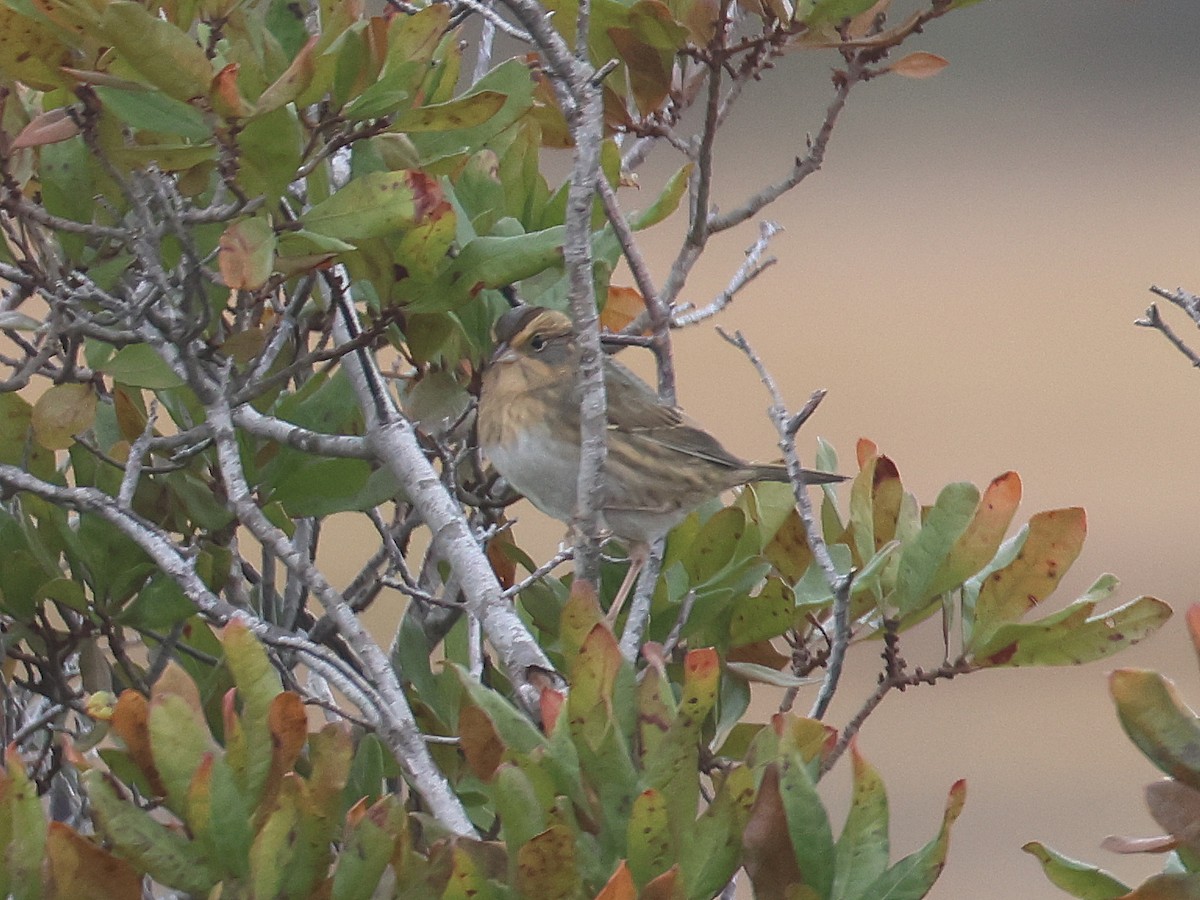 Nelson's Sparrow - ML644720058