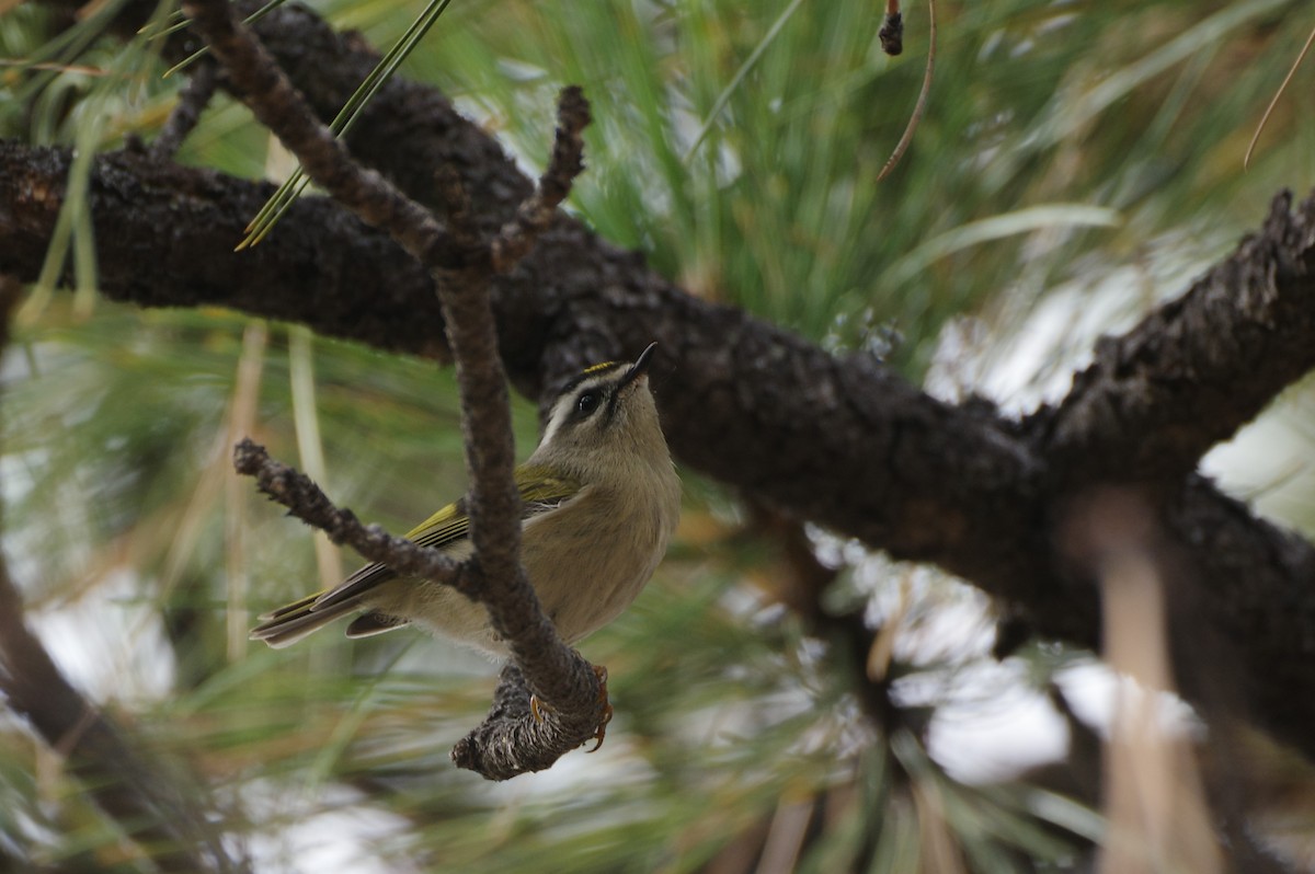 Golden-crowned Kinglet - ML644720062