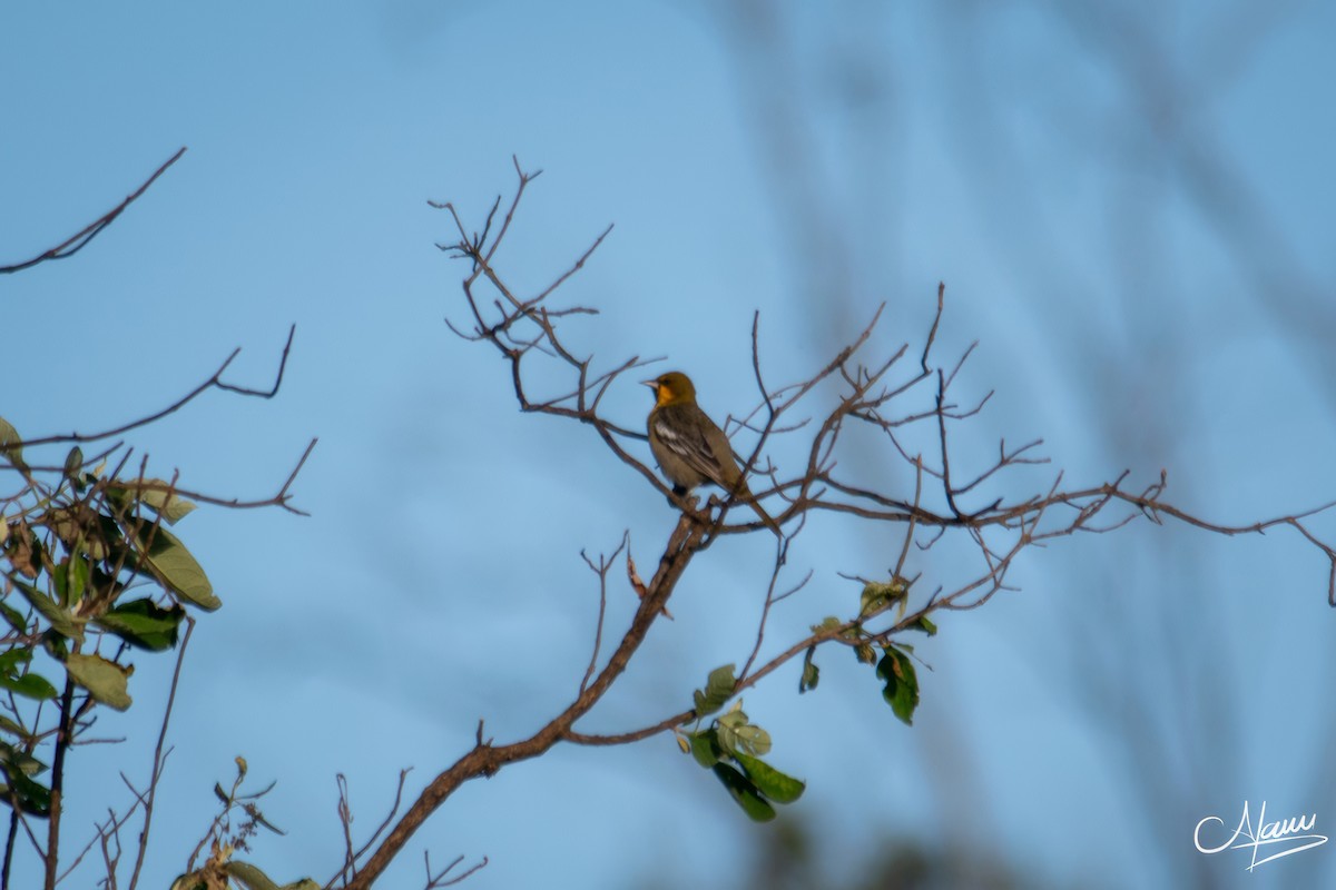 Мексиканский трупиал - ML644720067