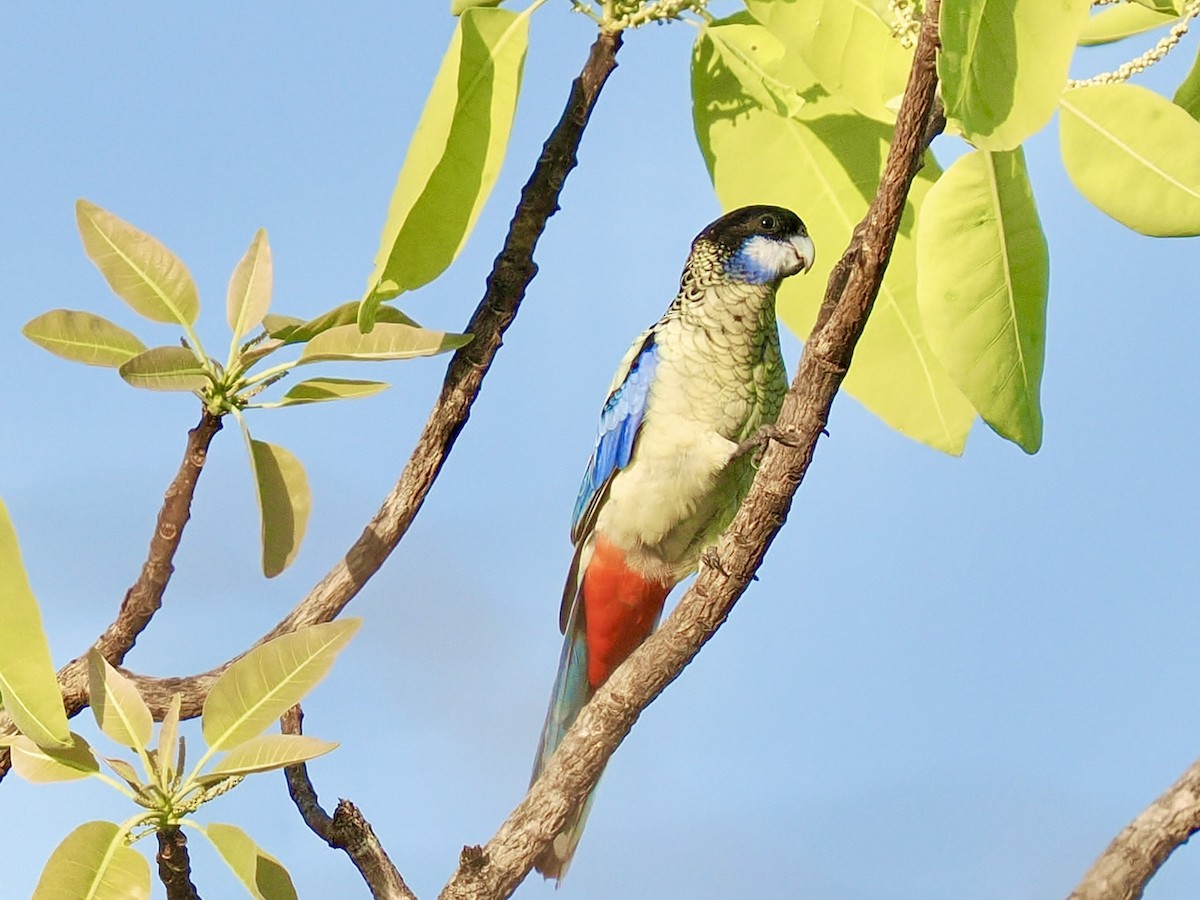Northern Rosella - ML644720076