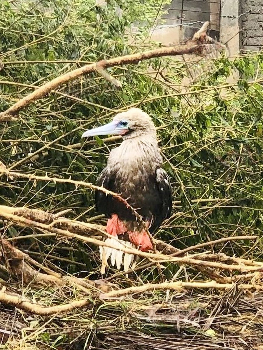סולה אדומת-רגל - ML644720083