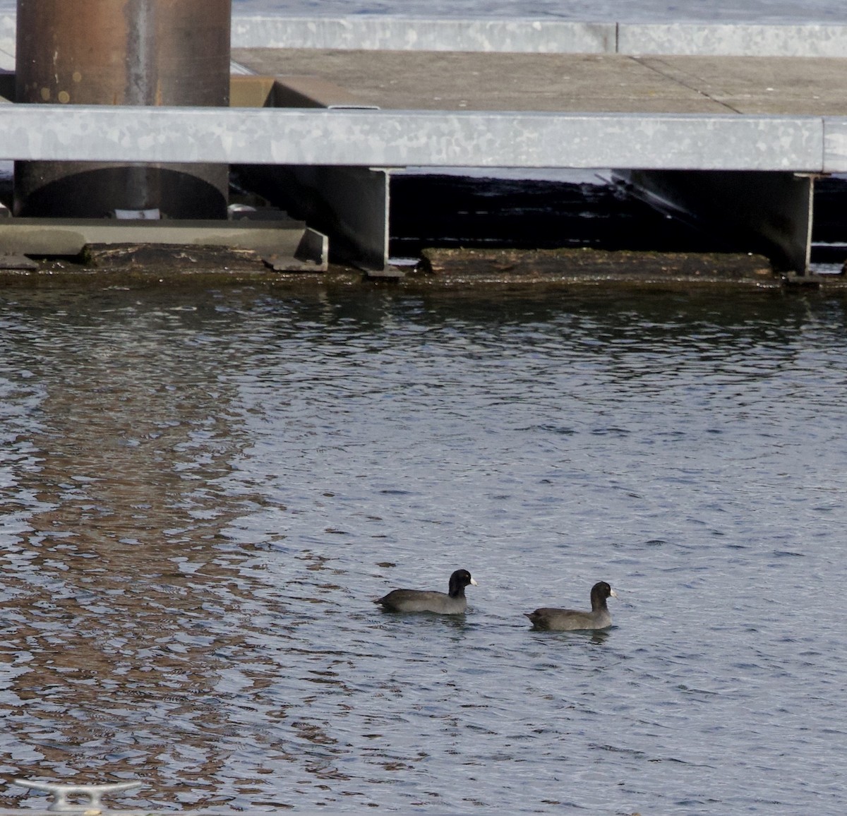 Лиска американська - ML644720093