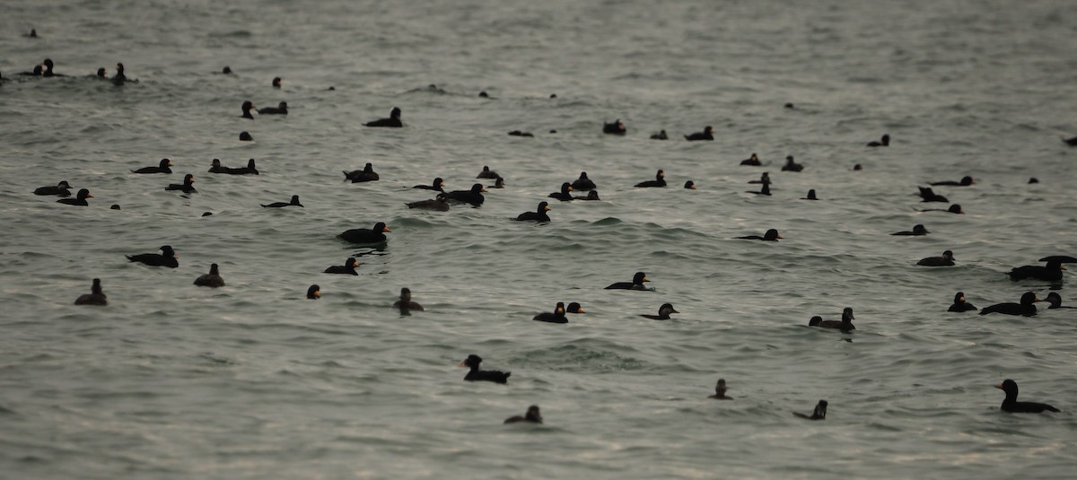 Amerika Kara Ördeği - ML644720096