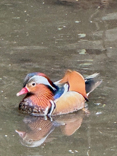 Mandarin Duck - ML644720108
