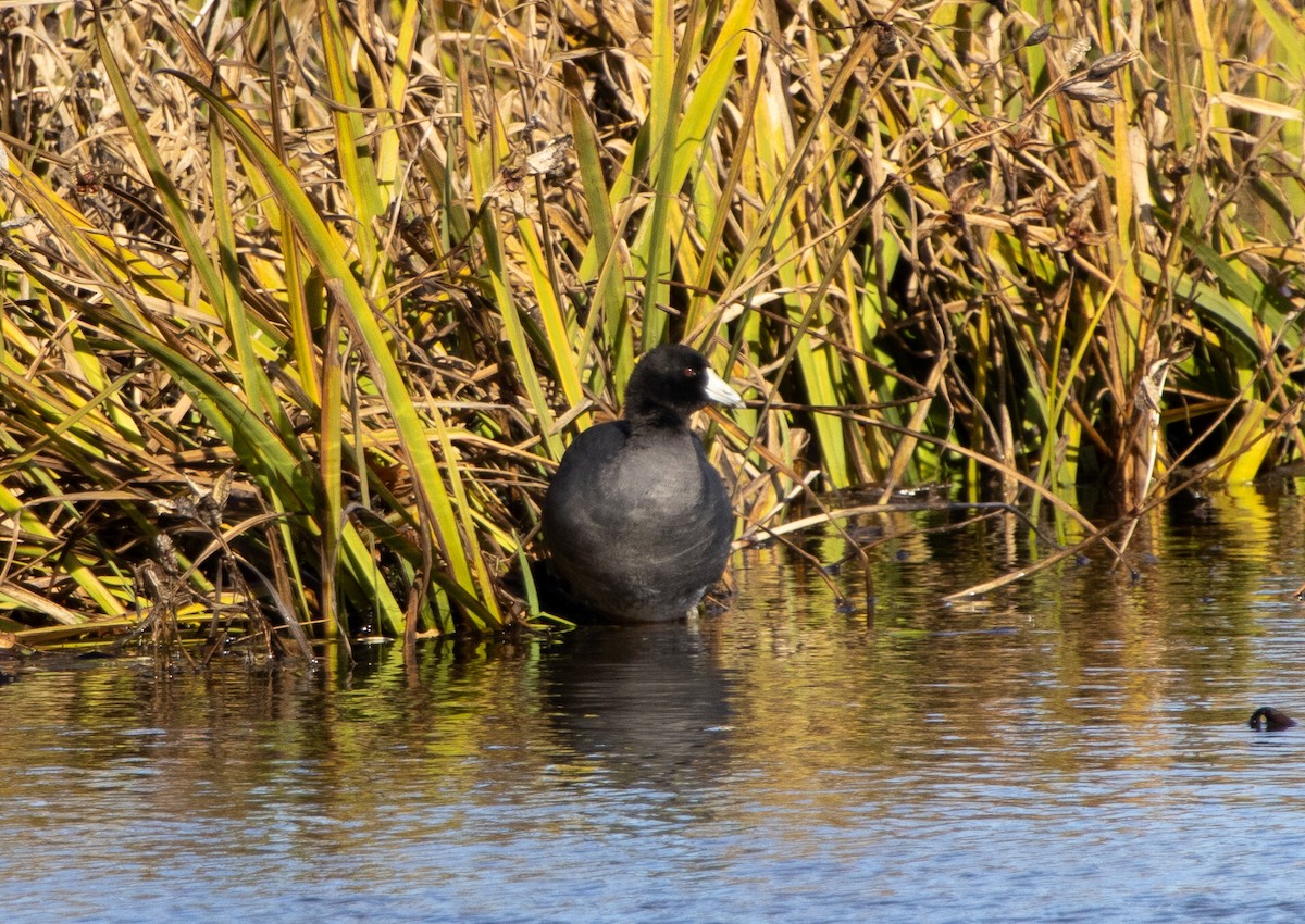 Лиска американська - ML644720125