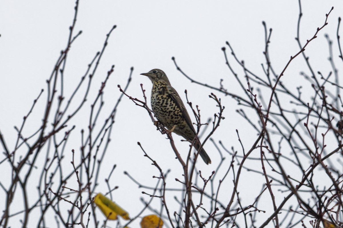 槲鶇 - ML644720128